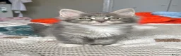 Maine Coon cats for sale: Beautiful polydactyl Maine coon kittens  - Advert 35