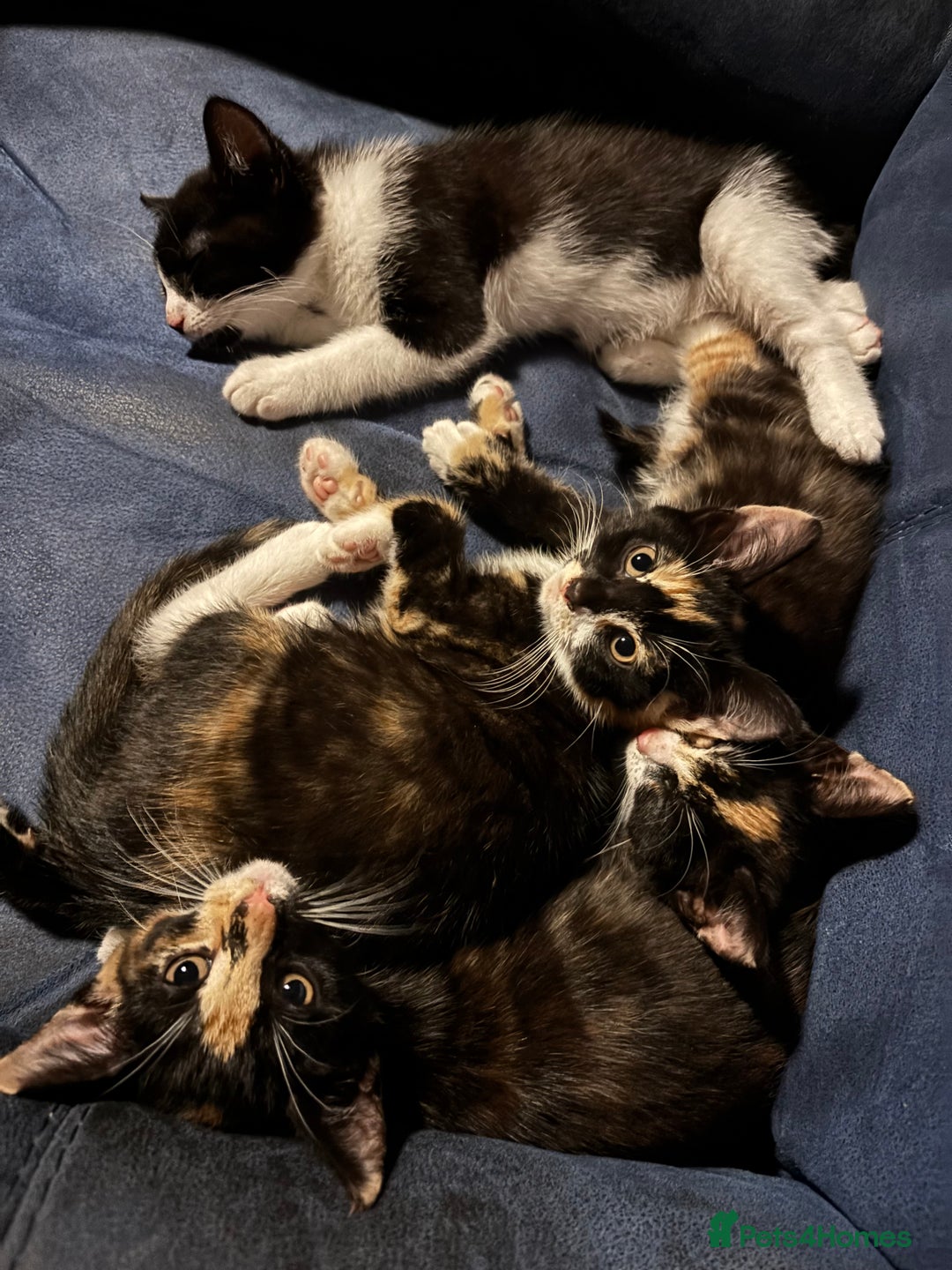 Mixed Breed cats for sale: 3 adorable kittens ready for their forever homes - Image 2