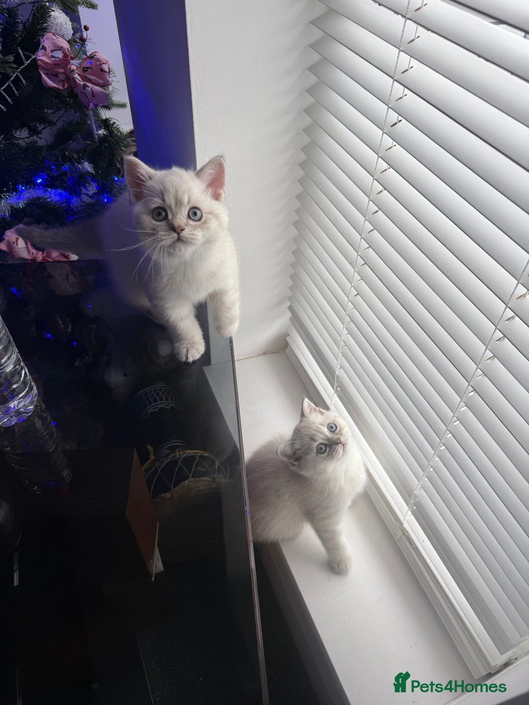 Scottish Fold cats for sale: 😻Stunning Pure breed Scottish fold kittens 😻 - Advert 32