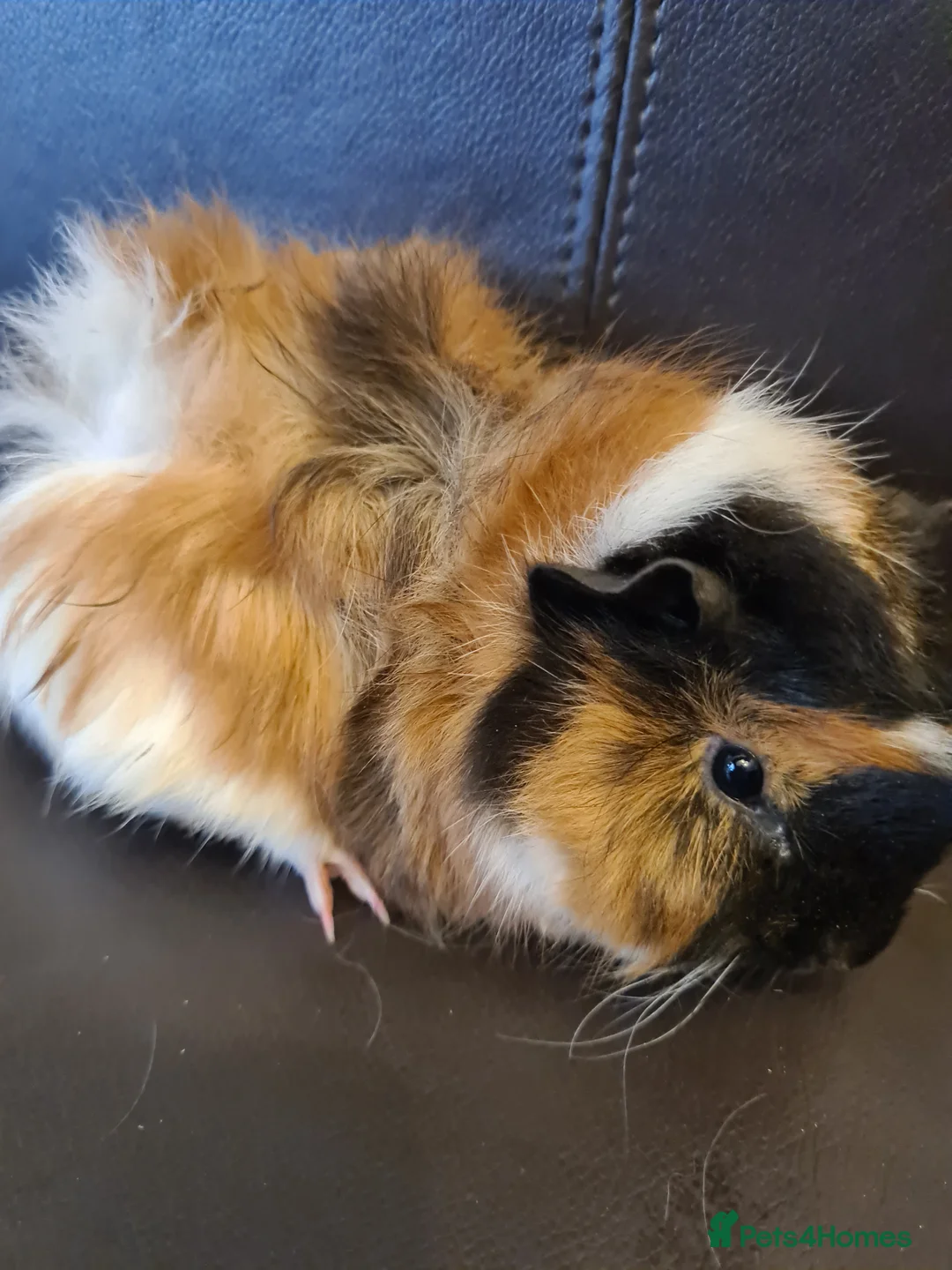 Guinea Pig rodents for sale: Beautiful fluffy baby sisters  - Advert 12