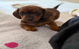 Miniature Dachshund dogs for sale: Miniature Dachshund puppies - Image 7