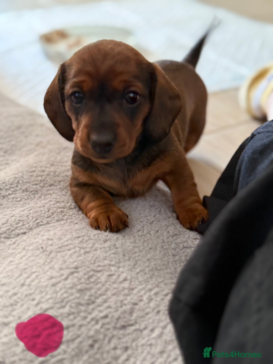 Miniature Dachshund dogs for sale: Miniature Dachshund puppies - Image 7