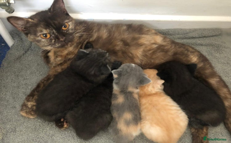 Persian cats Perfect little 1/2Persian x BSH kittens 🐱  - Advert 4