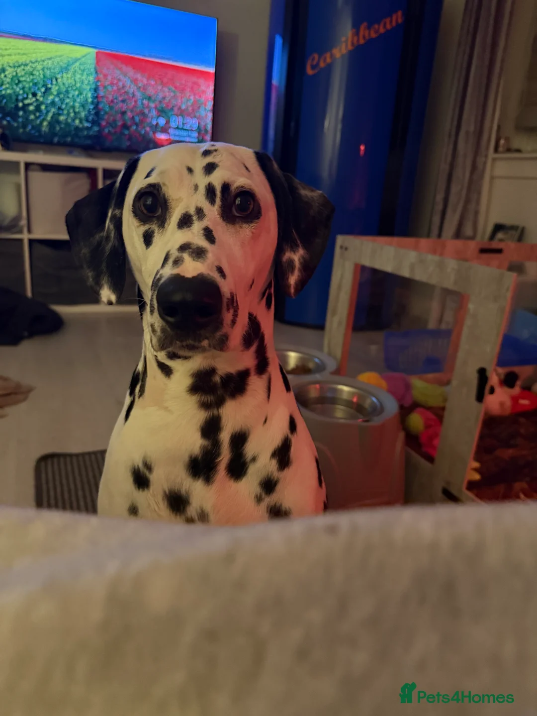 Dalmatian dogs for sale: KCREGISTERED DALMATIAN PUPPIES READY TO LEAVE TUES - Advert 2