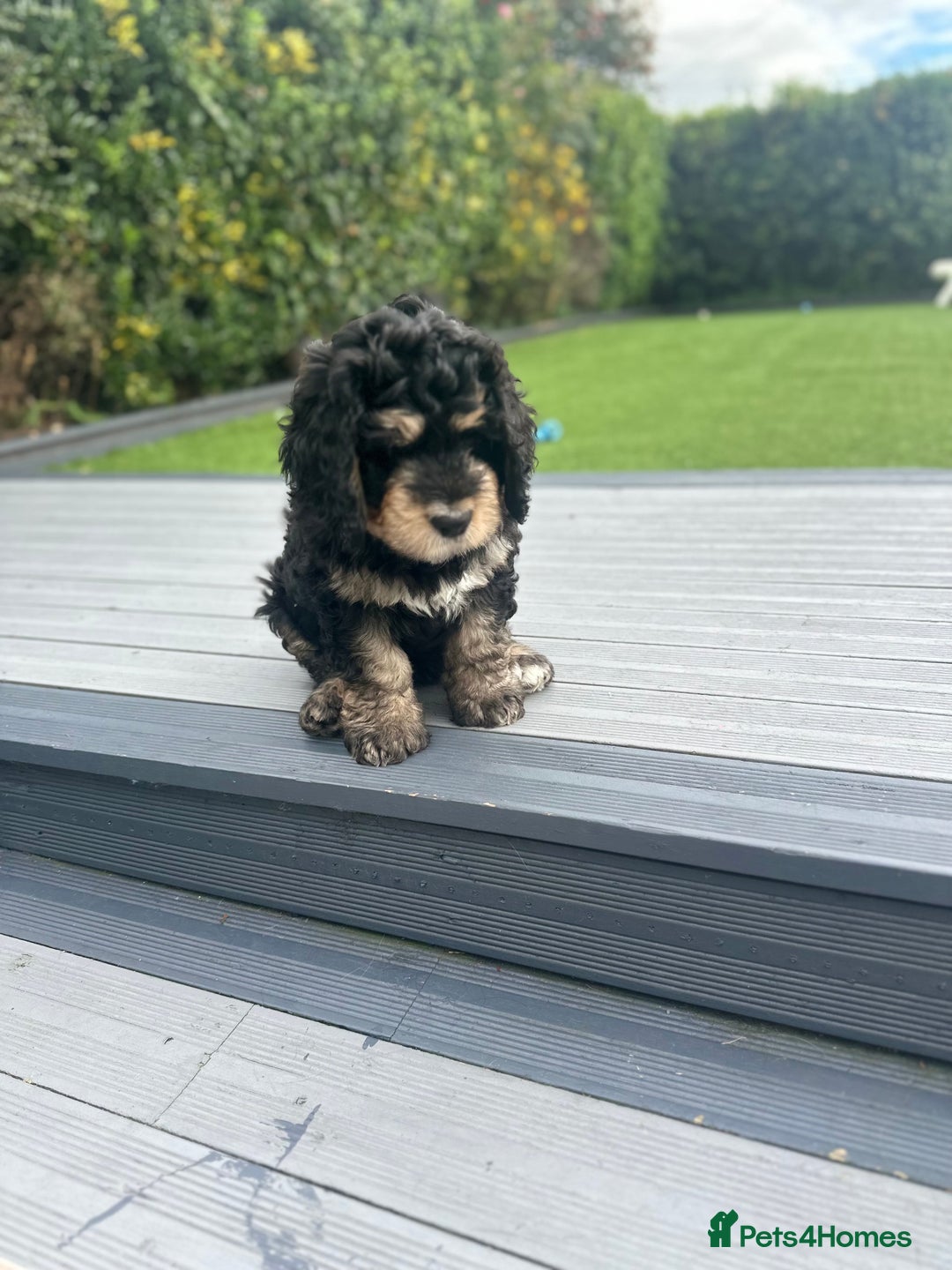 Bernedoodle dogs for sale: ⭐️⭐️F2 BERNEDOODLE PUPPIES⭐️⭐️ - Image 7
