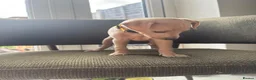 Italian Greyhound dogs for sale: Italian Greyhound & one quarter Whippet puppies  - Advert 11