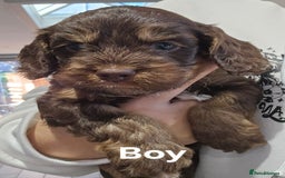 Cockapoo dogs for sale: Champion Line 🏆 F1 Miniature Cockapoo Puppies - Image 1