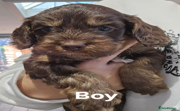 Cockapoo dogs - Advert 1