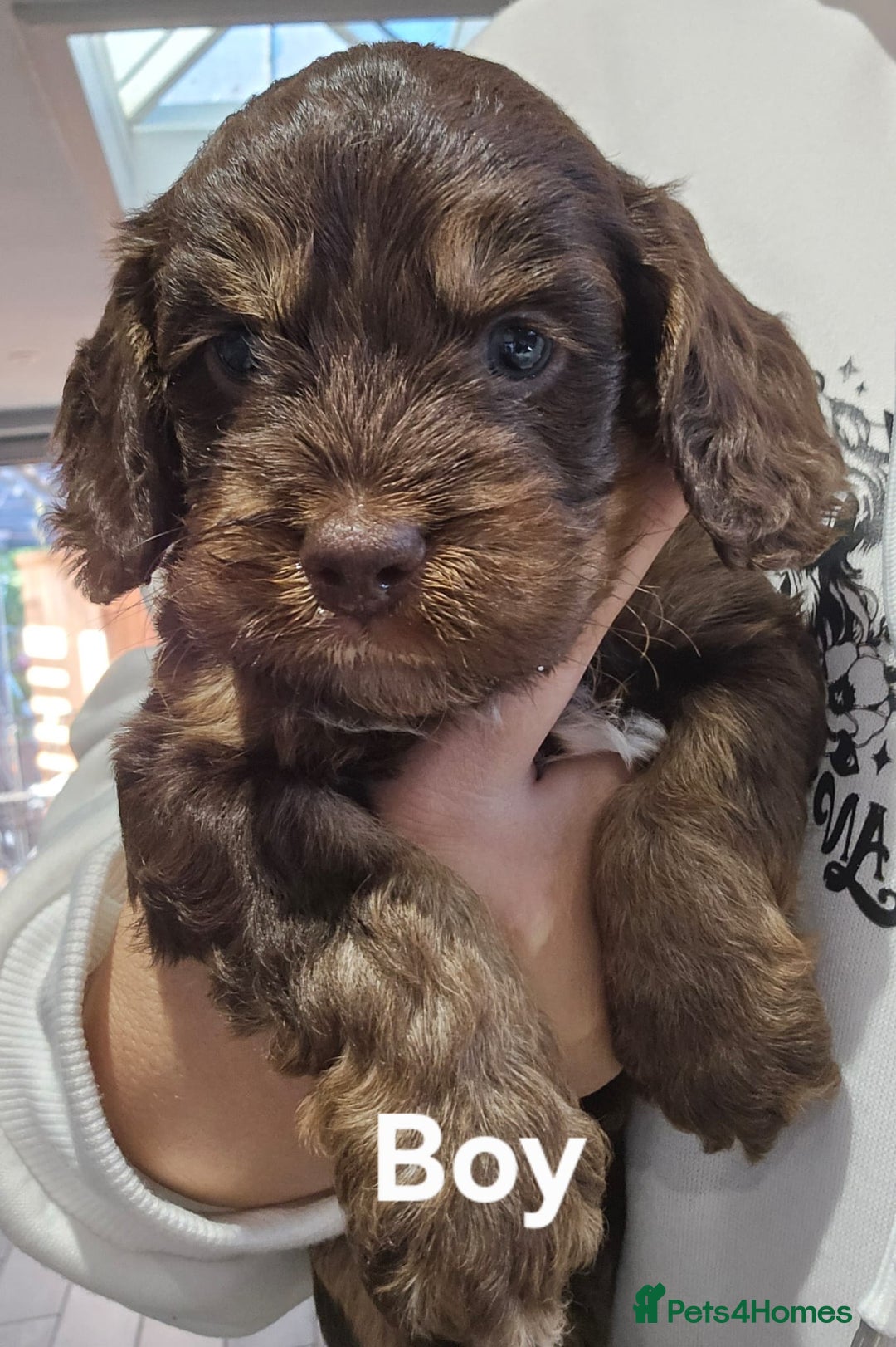 Cockapoo dogs for sale: Champion Line 🏆 F1 Miniature Cockapoo Puppies - Image 1