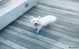 West Highland Terrier dogs for sale: KC Reg Westies - Image 13