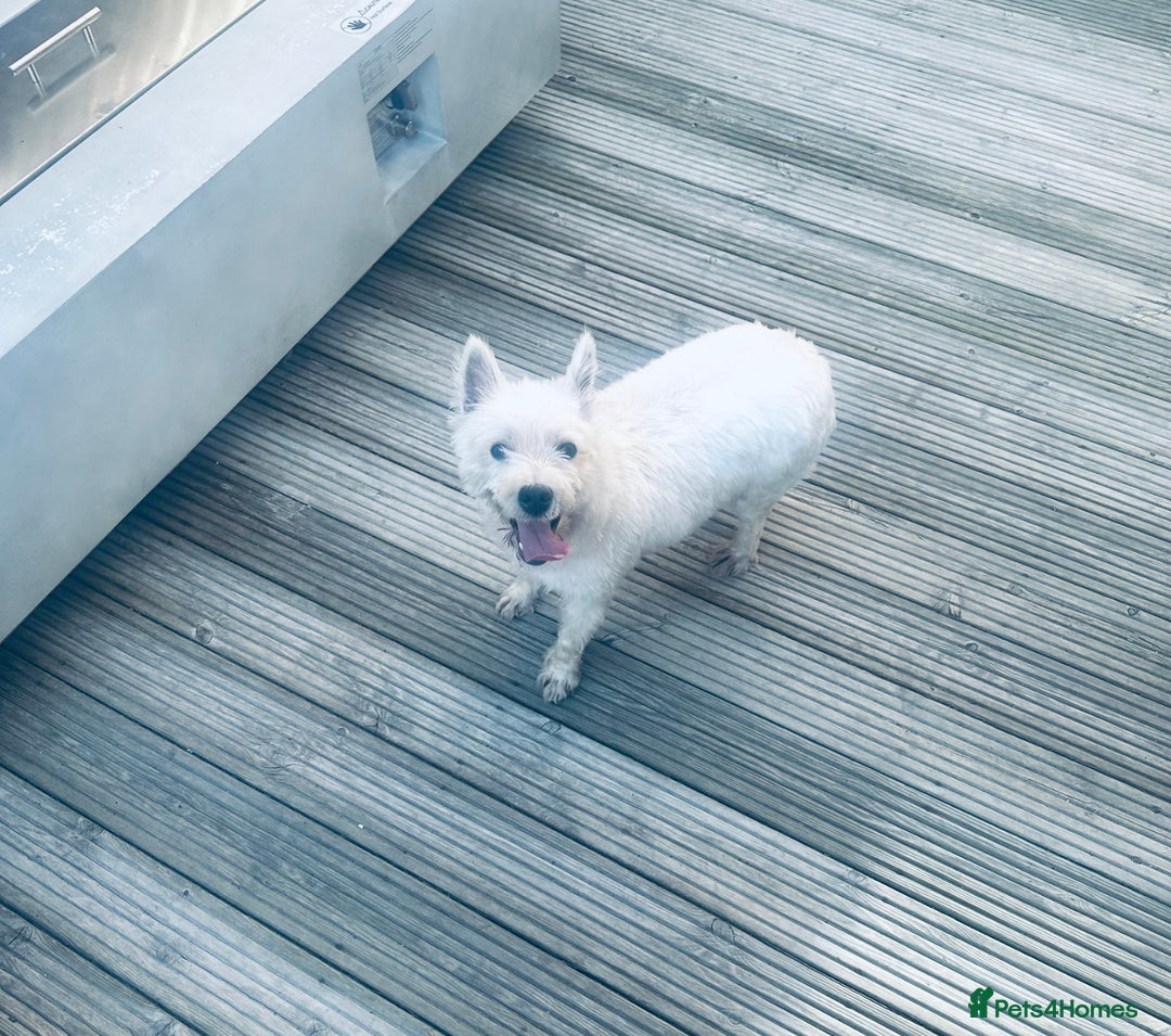 West Highland Terrier dogs for sale: KC Reg Westies - Image 13