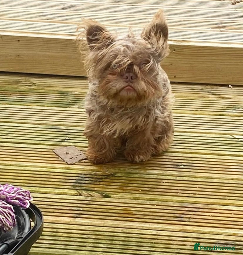 French Bulldog dogs Isabella Fluffy Floodle Carrying Pink - Advert 12