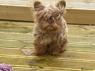 French Bulldog dogs Isabella Fluffy Floodle Carrying Pink - Advert 8