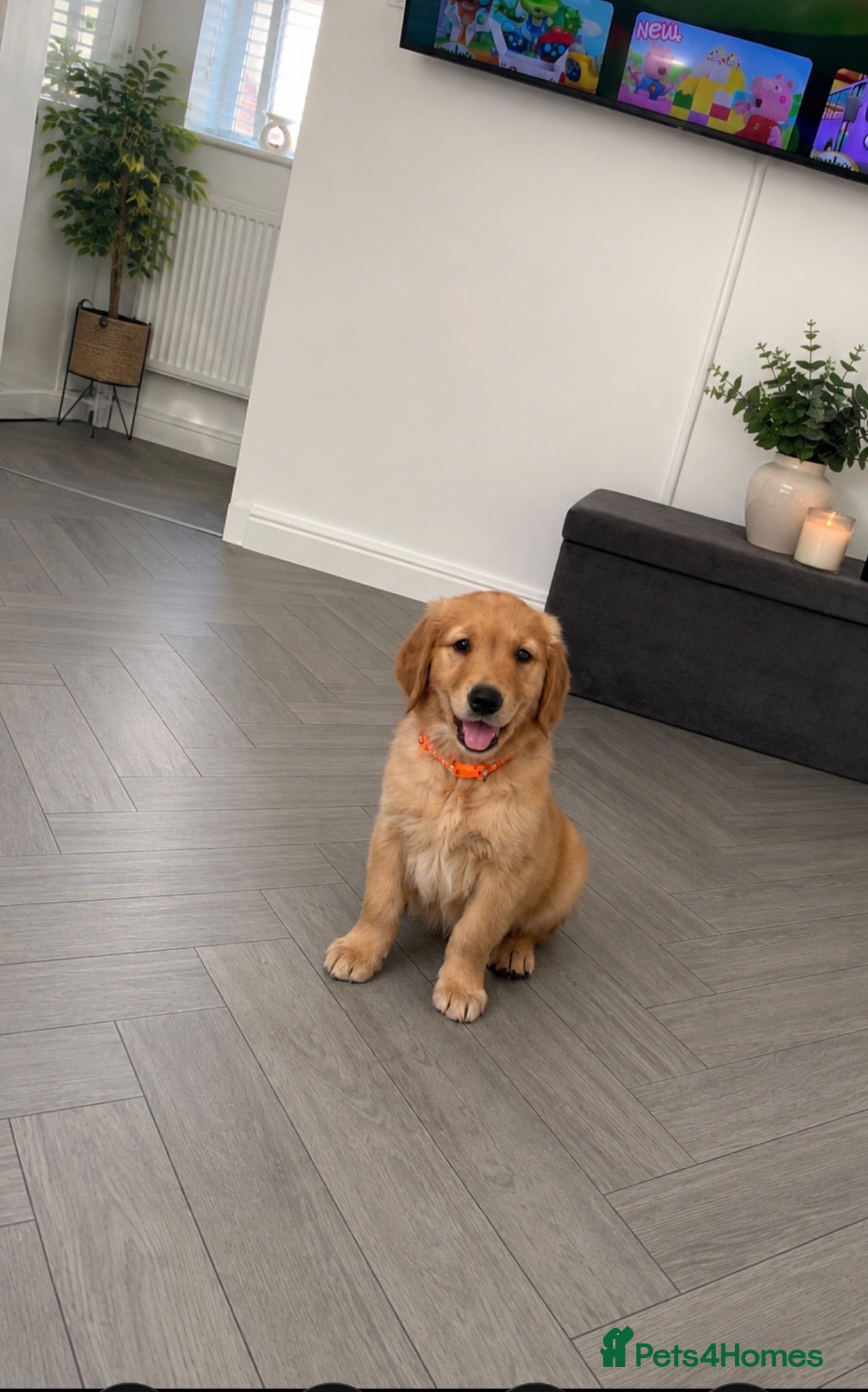 Golden Retriever dogs Last red boy - Kc, extensively health tested   - Advert 2