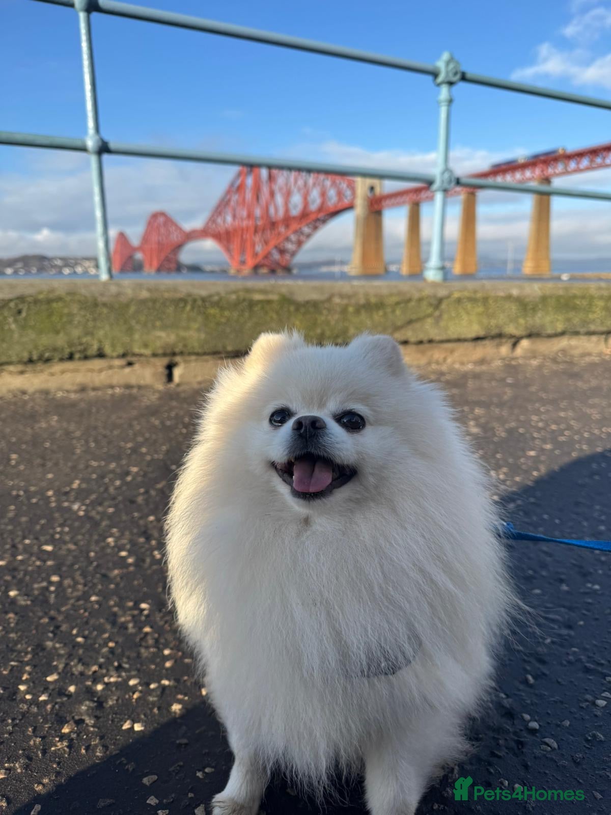 Pomeranian dogs KC FCI Pomeranian for stud  - Advert 17