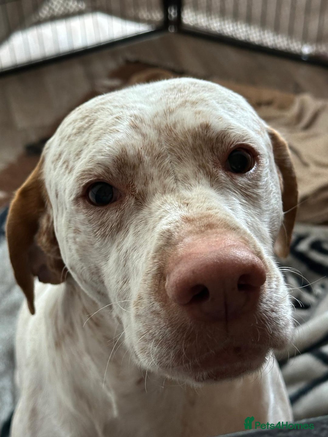 German Shorthaired Pointer dogs for sale: Braque Du Bourbonnais 🇫🇷 French Pointer - Image 6