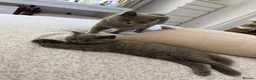 British Shorthair cats for sale: British Short Hair Male  - Advert 8