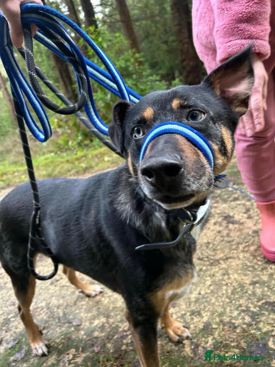 Mixed Breed dogs for adoption: Jack - Norwich Norfolk  in Norwich - Advert 19