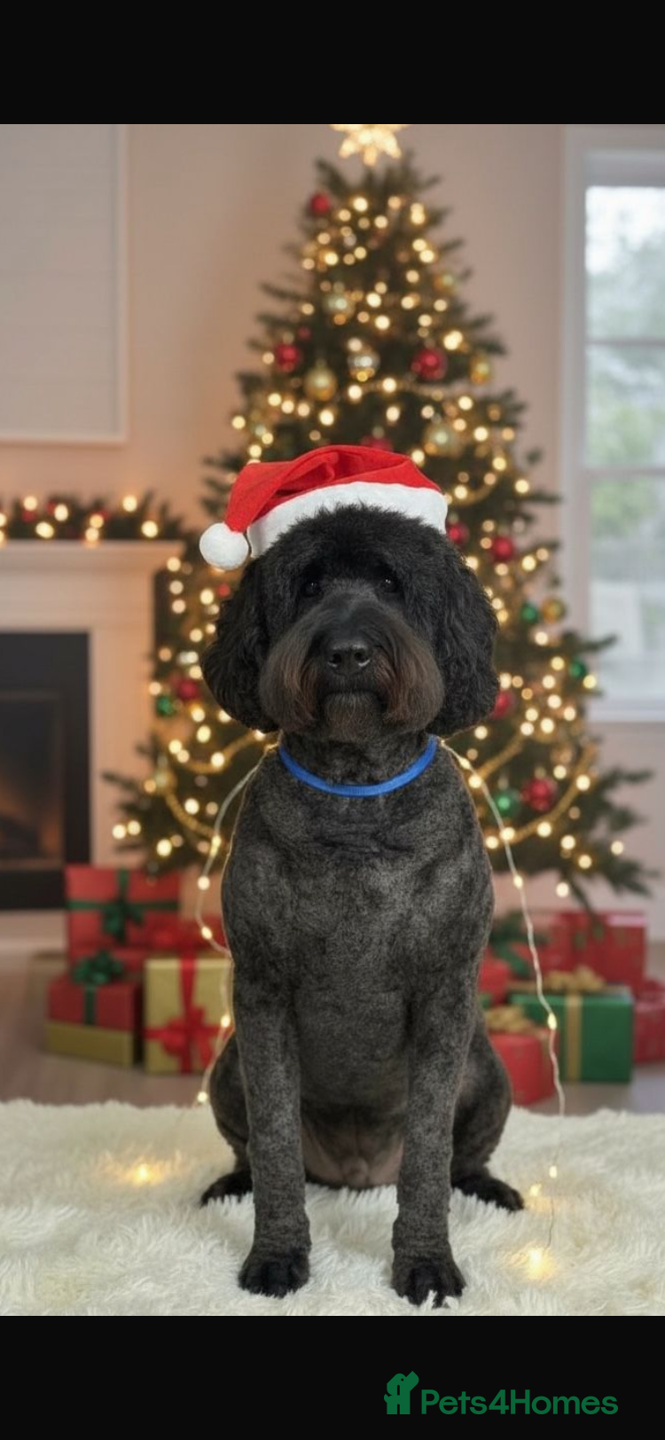 Labradoodle dogs F2B Double Furnished Extensive DNA checked Doodle in Warrington - Advert 4