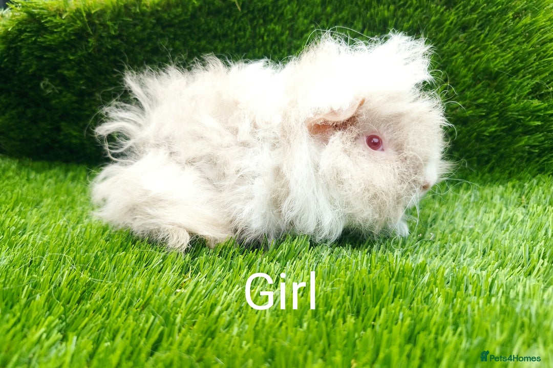 Guinea Pig rodents for sale: Alpaca x Guinea pigs  - Image 2