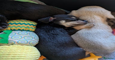 Chipoo dogs - Advert 11