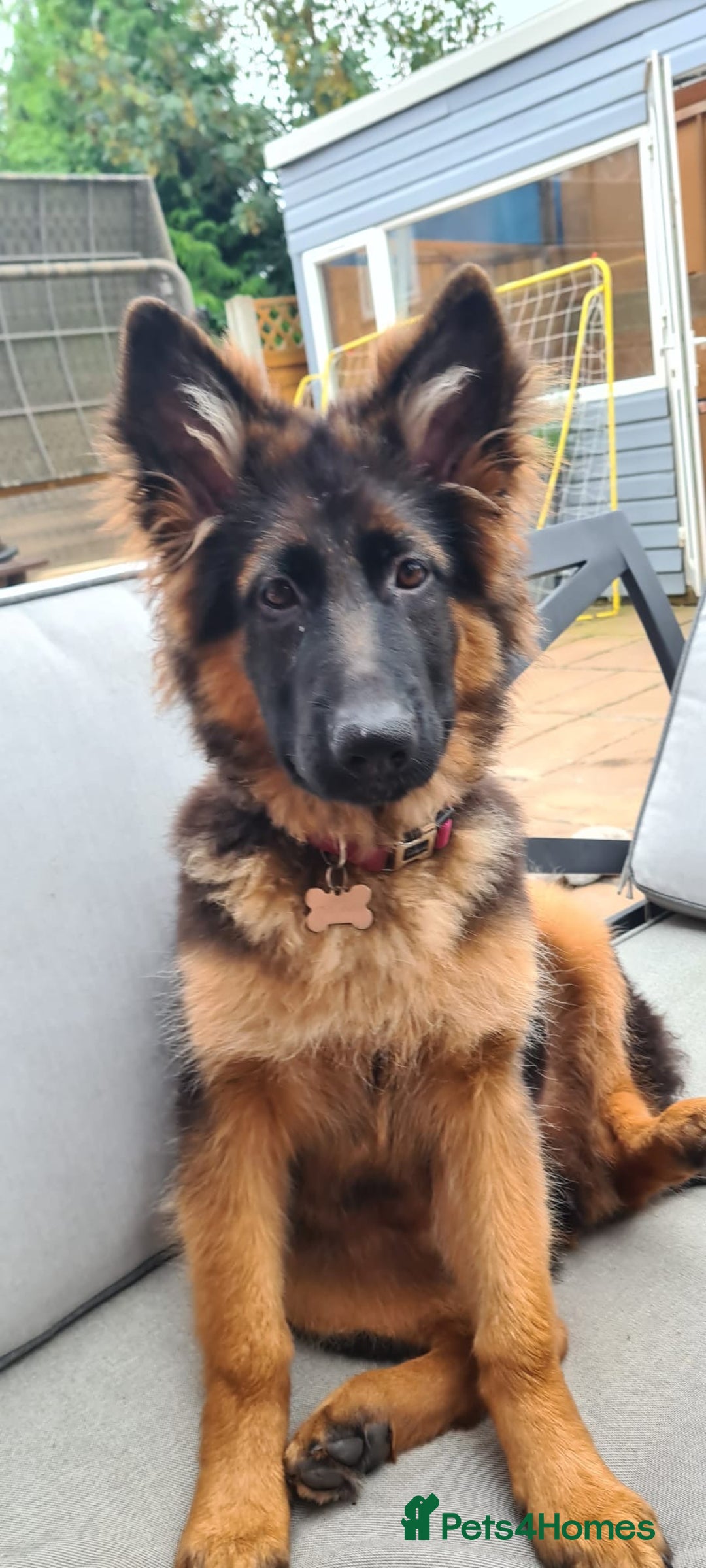 German Shepherd dogs for sale: KC registered long haired German Shepherd puppies - Advert 12