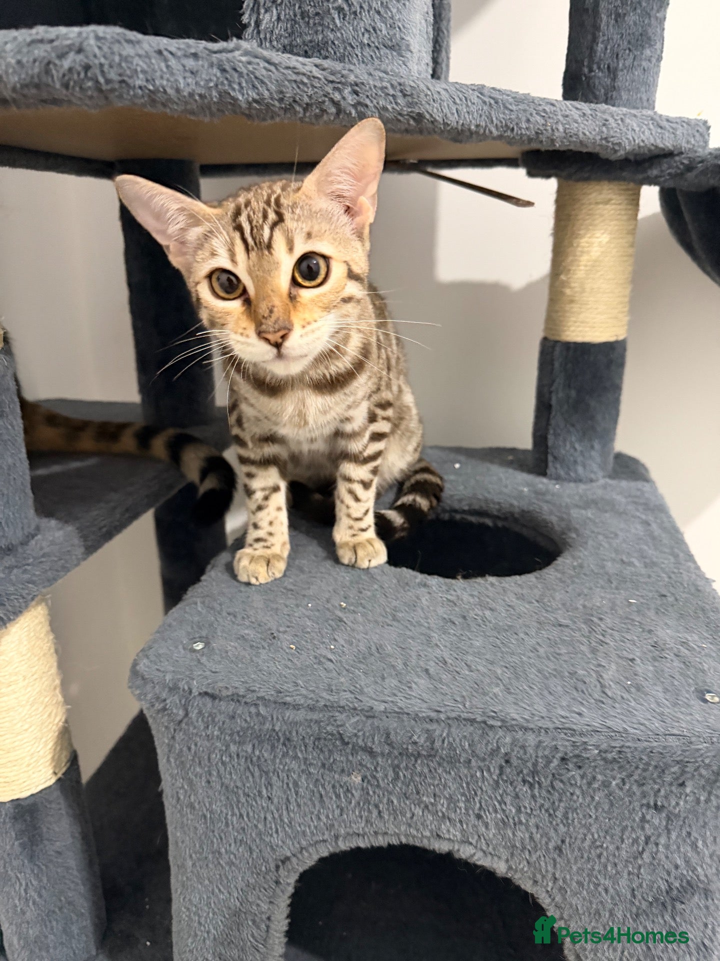 Bengal cats Snow Mink Bengal full breed  - Advert 3