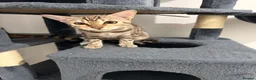 Bengal cats for sale: Snow Mink Bengal full breed  - Advert 1