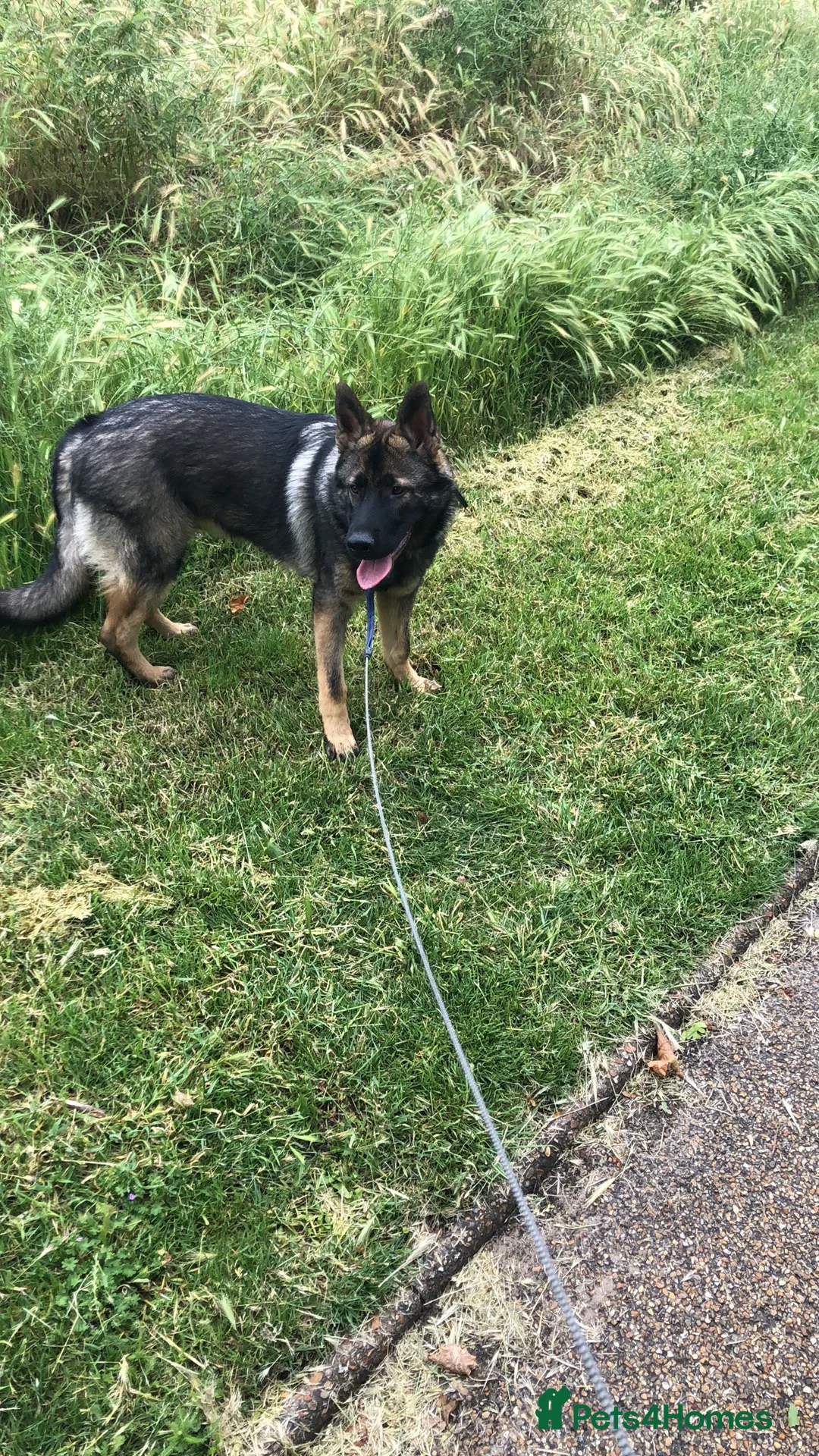 German Shepherd dogs for sale: Ms Kira - Advert 4