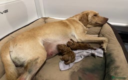 Labrador Retriever dogs for sale: Labrador retriever puppies for sale  - Image 22