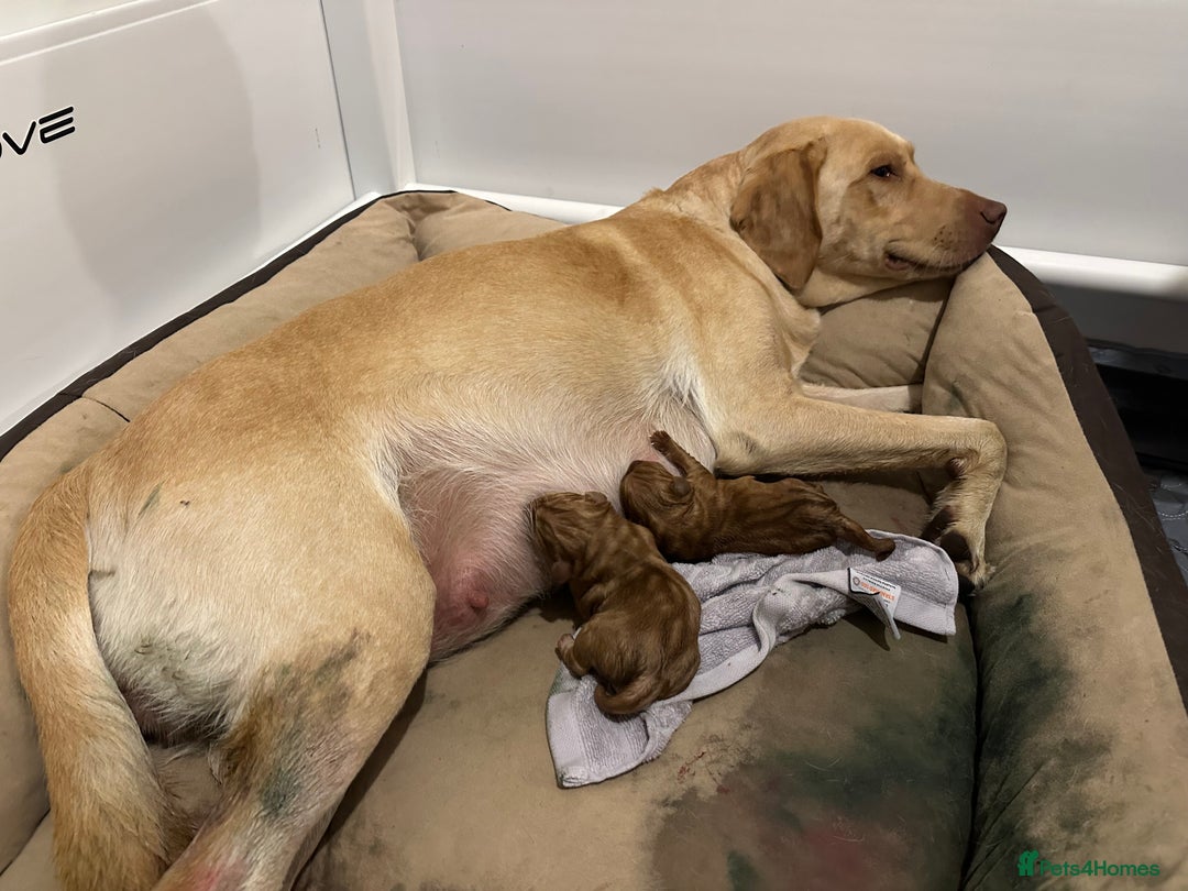 Labrador Retriever dogs for sale: Labrador retriever puppies for sale  - Image 22