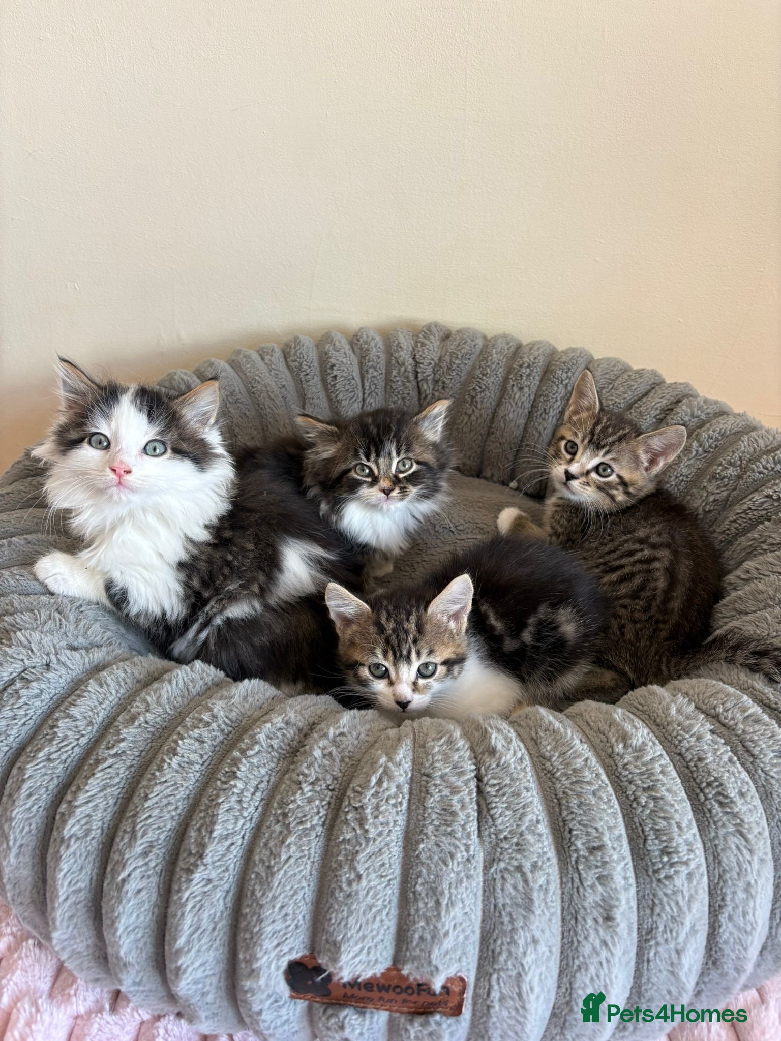 Mixed Breed cats Maine Coon Cross Kittens  - Advert 1