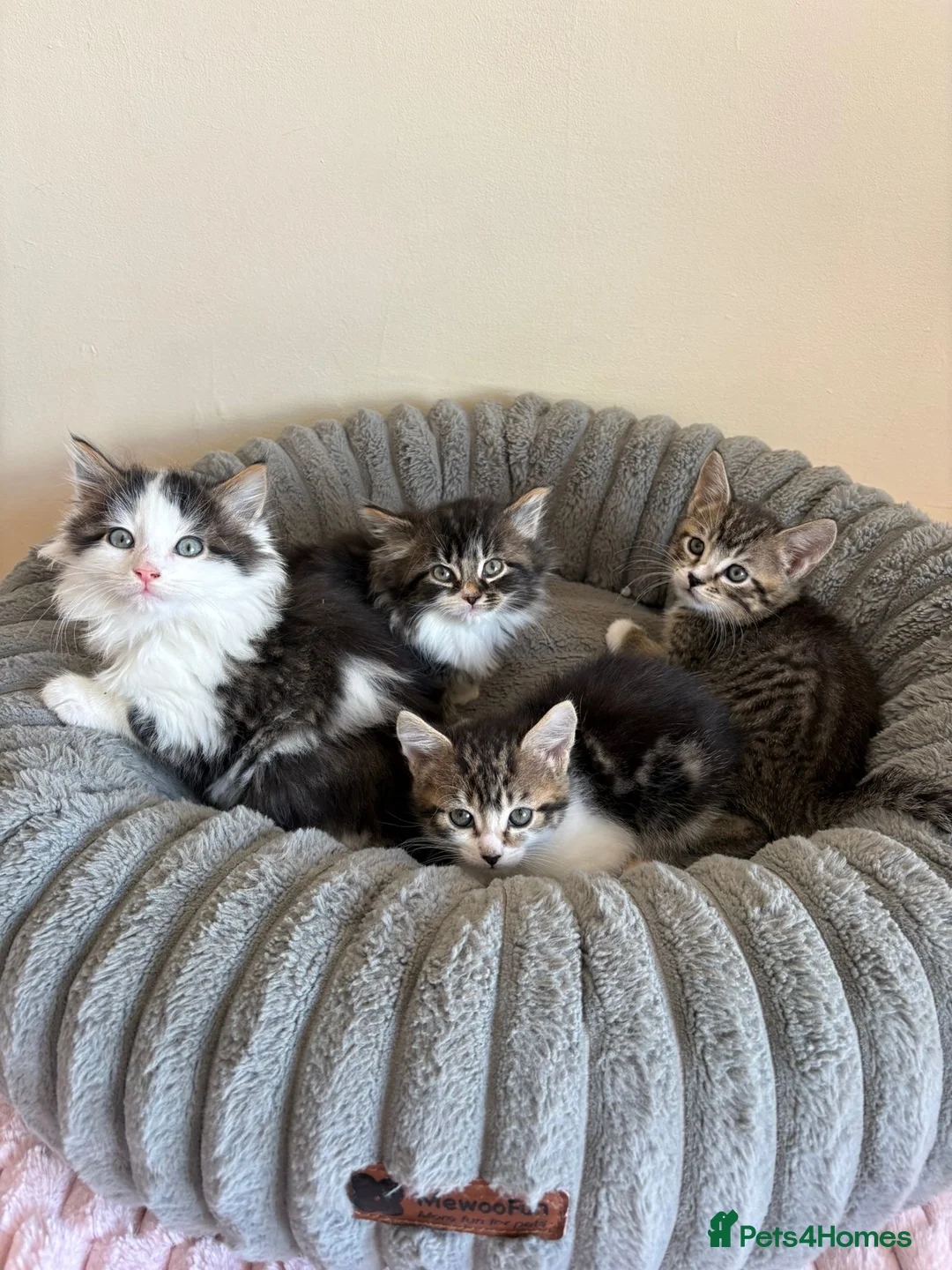 Mixed Breed cats for sale: Maine Coon Cross Kittens  - Advert 1