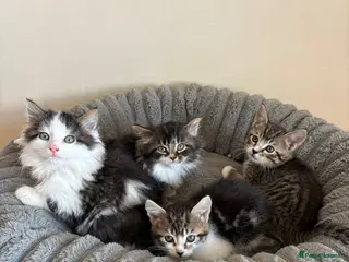 Mixed Breed cats Maine Coon Cross Kittens - Advert 1