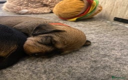 Miniature Dachshund dogs for sale: Supreme KC Miniature Wirehaired Dachshunds! - Advert 19