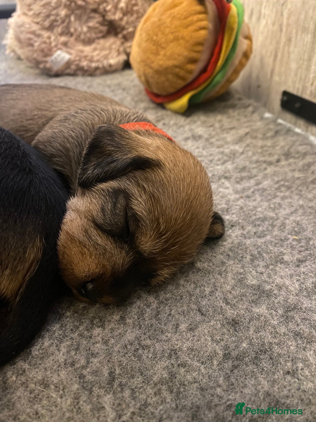 Miniature Dachshund dogs for sale: Supreme KC Miniature Wirehaired Dachshunds! - Advert 19