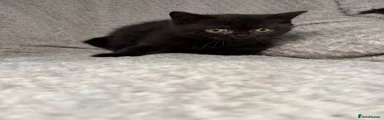 Milo