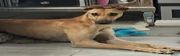 Greyhound dogs for sale: Trickii  - Advert 5