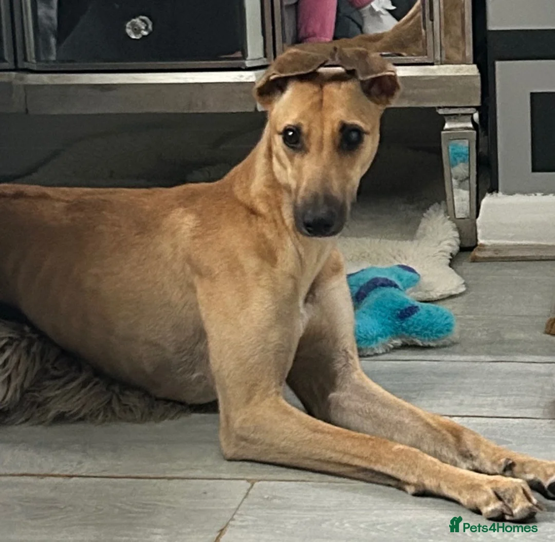 Greyhound dogs for sale: Trickii  - Advert 5