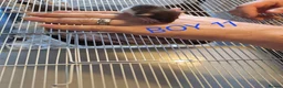Rat rodents for sale: Baby male and female dumbos and rex rats  - Advert 20