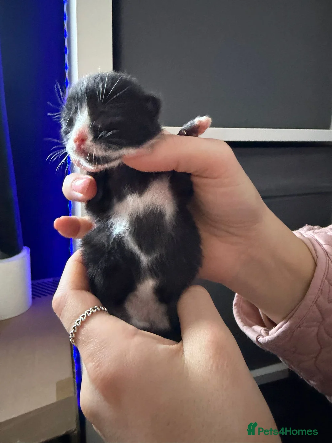 Mixed Breed cats for sale: Kittens for sale - ready 10th May  - Advert 2