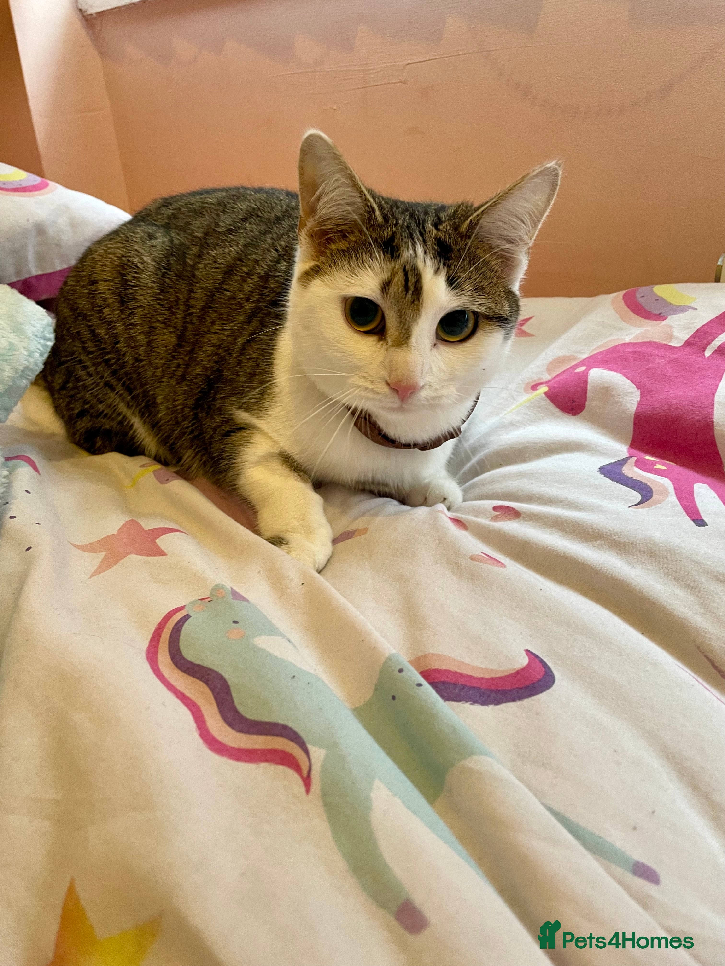 Mixed Breed cats Kitten for sale  - Advert 1