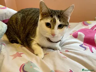 Mixed Breed cats Kitten for sale - Advert 1