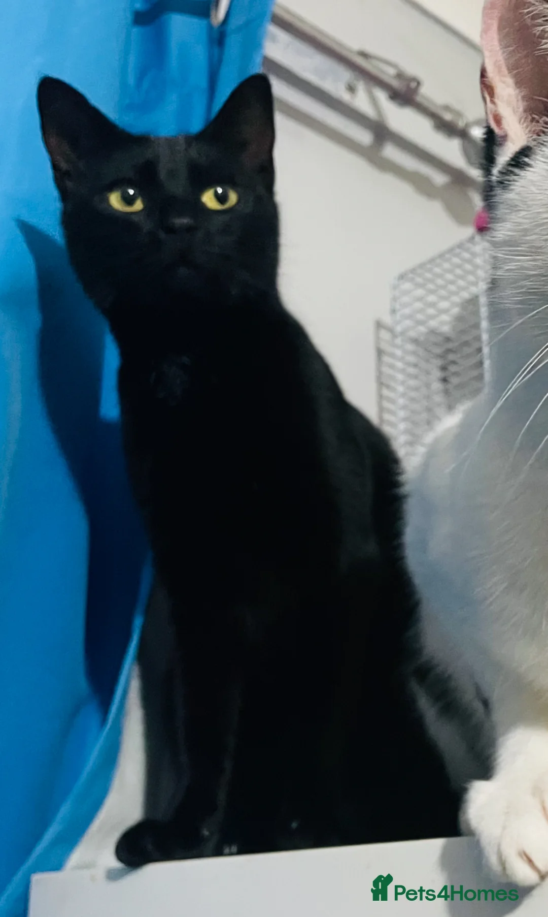 Mixed Breed cats for sale: Older lady  - Advert 2