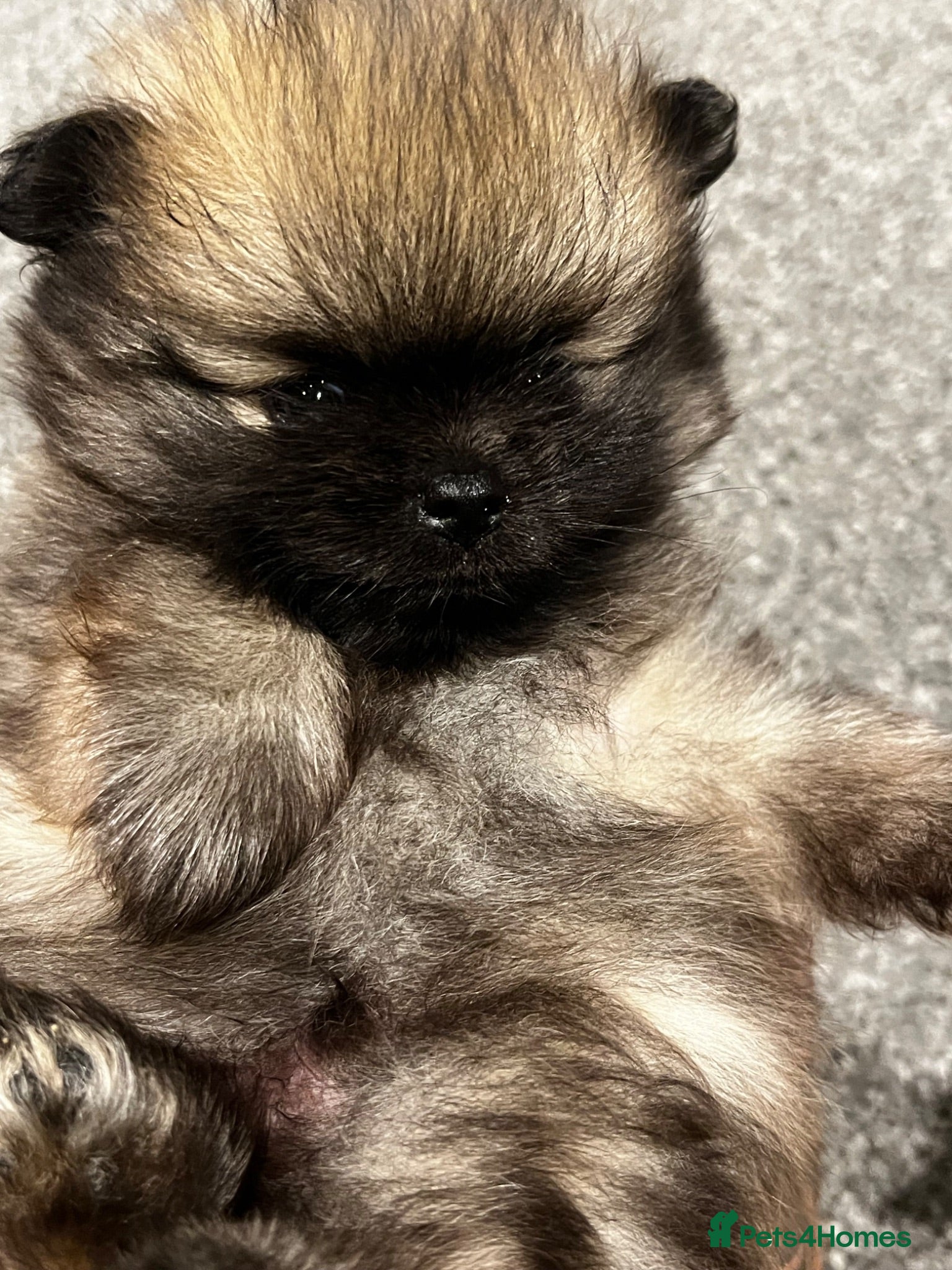 Pomeranian dogs Beautiful Pomeran puppys - Advert 18