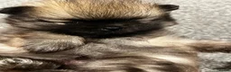 Pomeranian dogs for sale: Beautiful Pomeran puppys - Advert 16