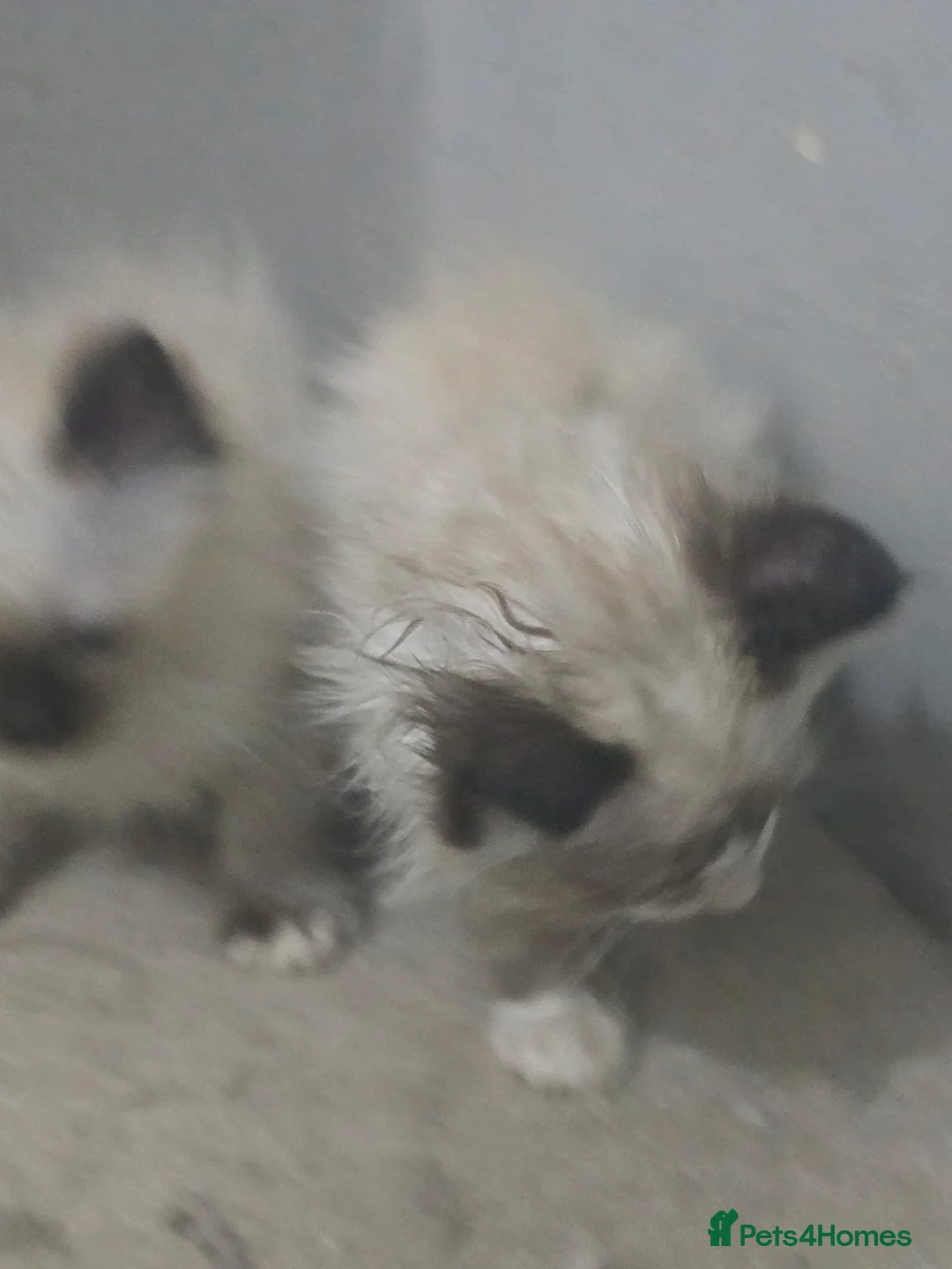 Ragdoll cats for sale: I have two full ragdoll kittens forsale  in South Ockendon - Advert 8