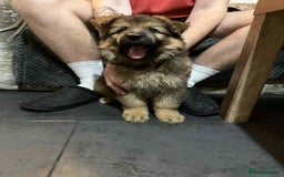 German Shepherd dogs for sale: Ready to leave  german shepherd puppy  - Image 7