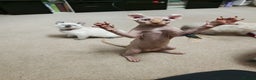 Sphynx cats for sale: 2 Ginger Unique Elf Boys left! READY NOW - Advert 22