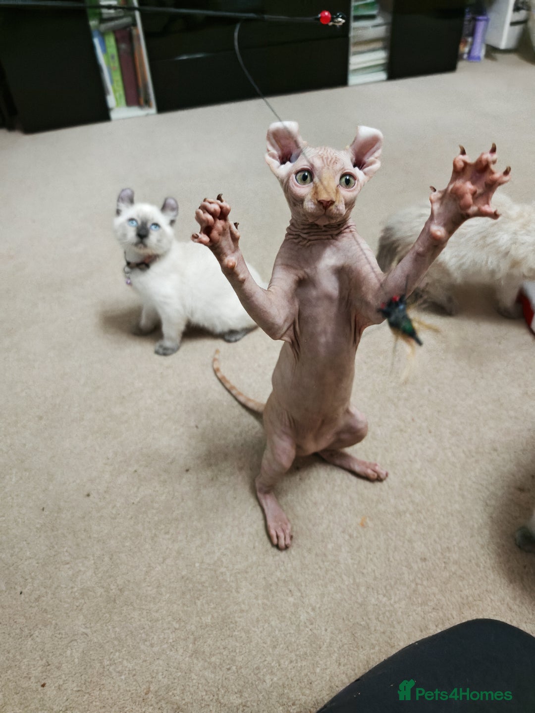 Sphynx cats for sale: 2 Ginger Unique Elf Boys left! READY NOW - Advert 22